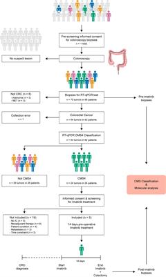 Consensus molecular subtype 4 (CMS4)-targeted therapy in primary colon cancer: A proof-of-concept study